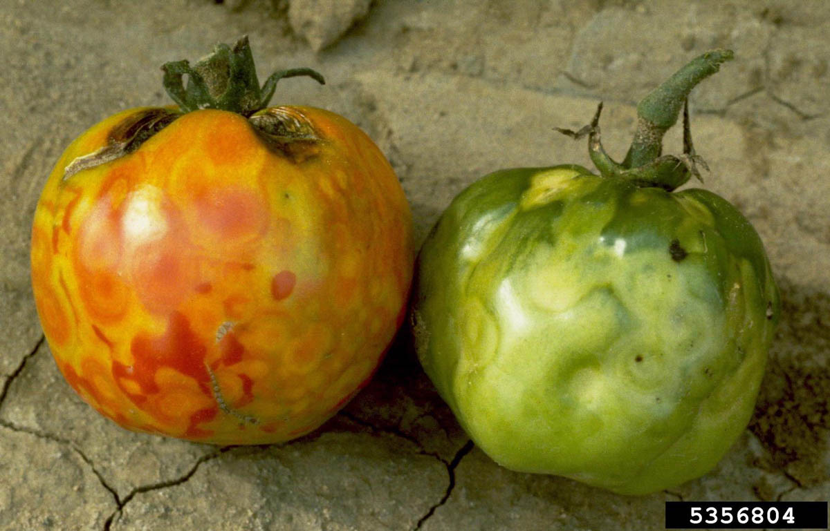 A reddish-orange tomato with yellowish and greenish spots of varying sizes covering it, and a light green tomato with circular indentations on its surface.